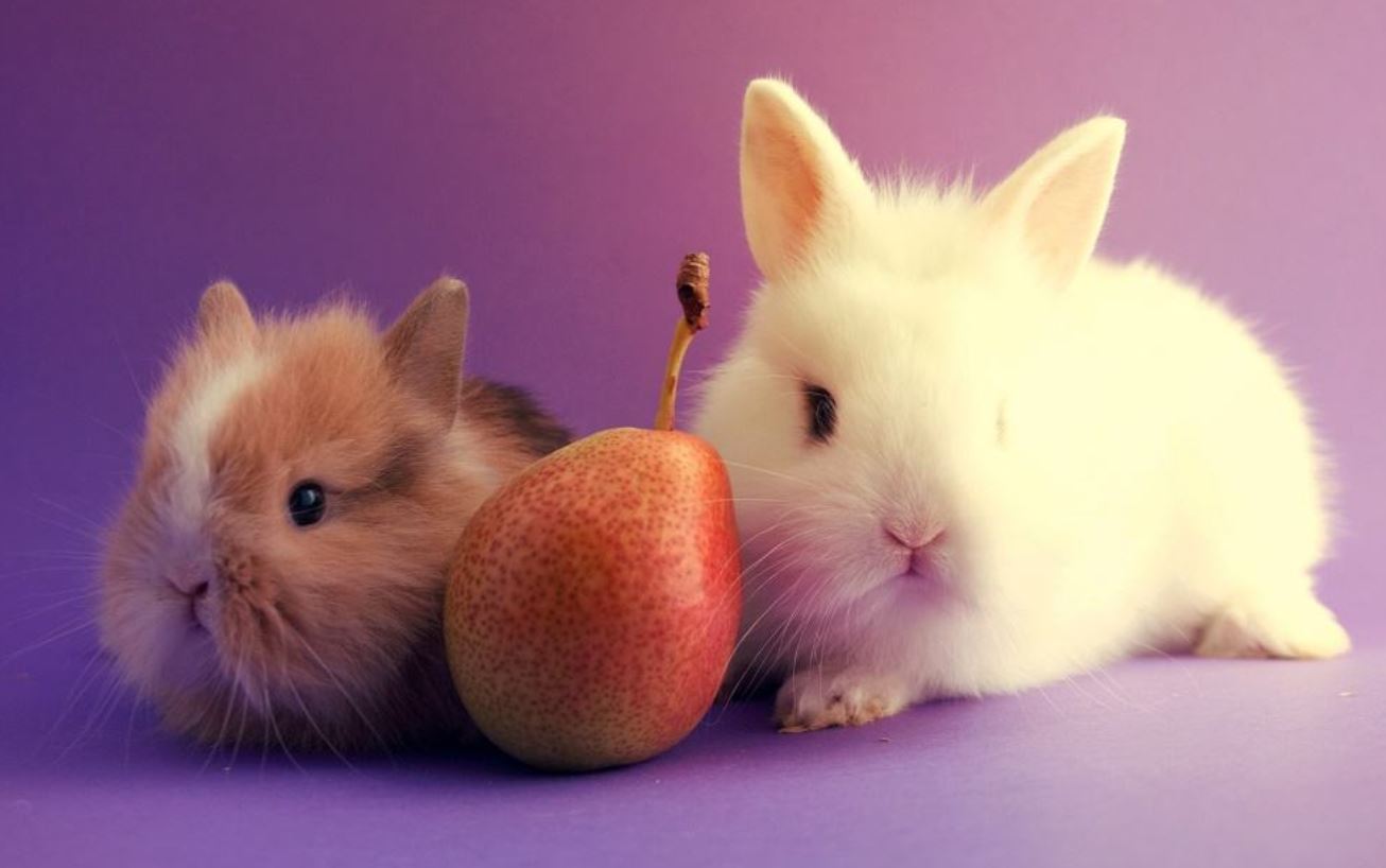 Чи можна кроликам їсти картопляну шкірку?