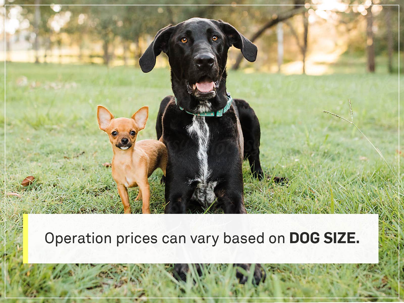 Koľko stojí kastrácia psa v Petsmarte?