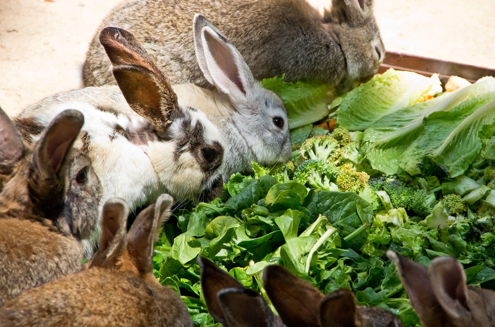 Можно давать кроликам картошку. Кролик осень. Кролик взрослый. Кролик осенью. Кролик ест рукколу.